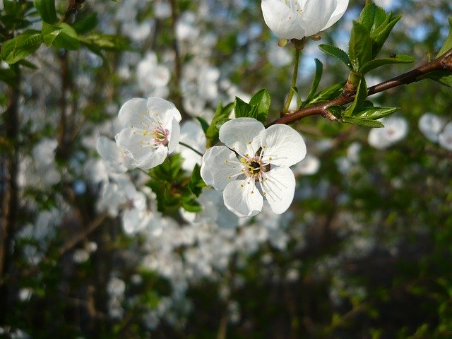 Free download Spring Flower Tree -  free photo or picture to be edited with GIMP online image editor