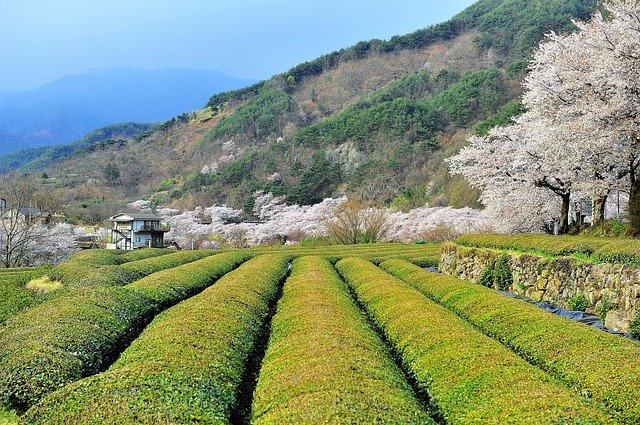 Free download Spring Green Tea Plantation Cherry -  free photo or picture to be edited with GIMP online image editor