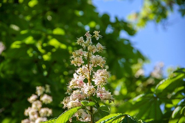 Free download Spring Horse Chestnut Wood -  free photo or picture to be edited with GIMP online image editor