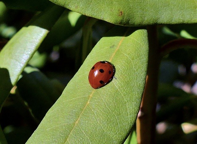 Free download Spring Ladybug Insect -  free photo or picture to be edited with GIMP online image editor