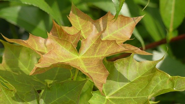 Téléchargement gratuit Spring Leaves Green - photo ou image gratuite à éditer avec l'éditeur d'images en ligne GIMP