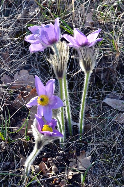 Free download Spring Legally Protected Blue -  free photo or picture to be edited with GIMP online image editor