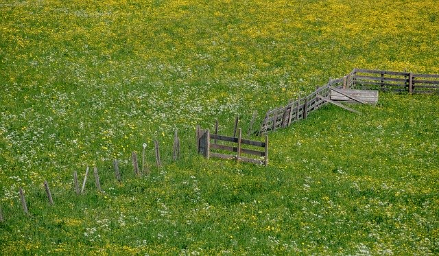 Free download Spring Meadow Bloom -  free photo or picture to be edited with GIMP online image editor