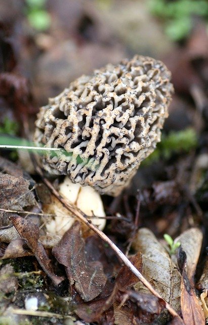 Free download Spring Morels Fungus -  free photo or picture to be edited with GIMP online image editor