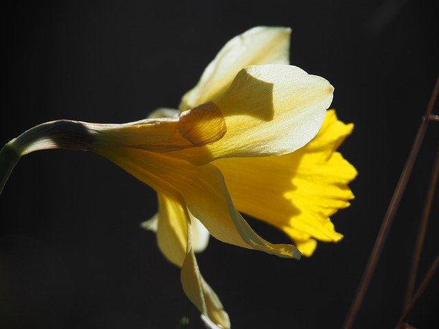 Free download Spring Narcis Flower -  free photo or picture to be edited with GIMP online image editor