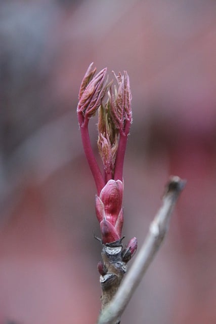 Free download spring nature branch bud sprout free picture to be edited with GIMP free online image editor