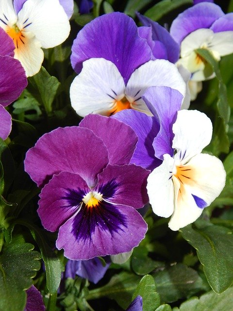 Free download Spring Pansy -  free photo or picture to be edited with GIMP online image editor