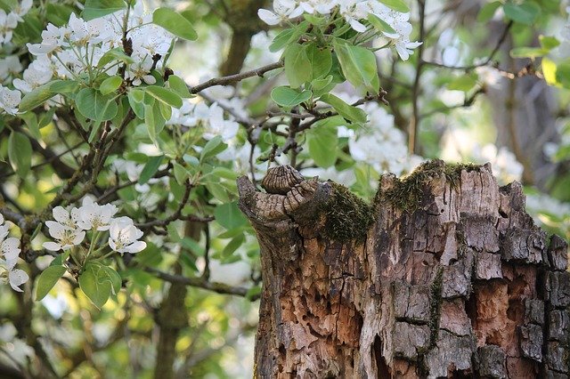 Free download Spring Pear Blossom Dead -  free photo or picture to be edited with GIMP online image editor