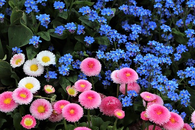 Free download Spring Pink And White Daisy Bellis -  free photo or picture to be edited with GIMP online image editor