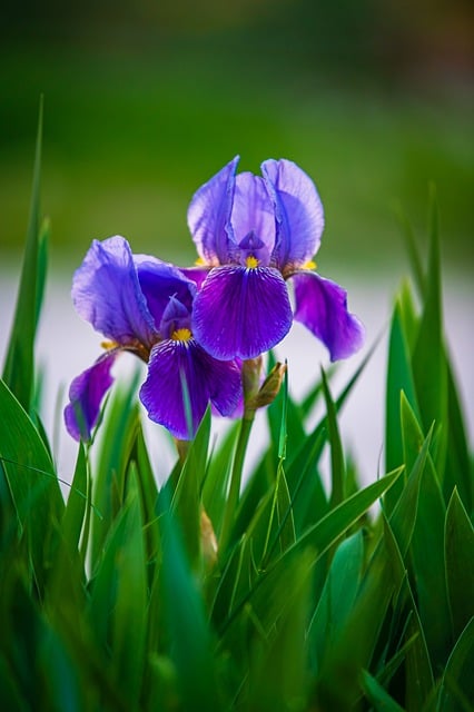 Free download spring purple flowers wildflowers free picture to be edited with GIMP free online image editor