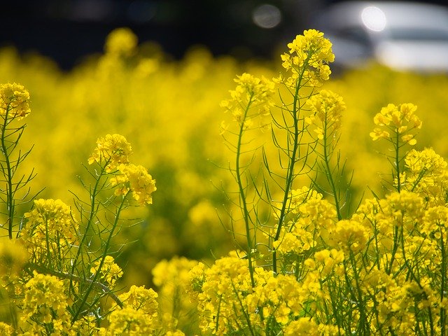 Free download Spring Rape Blossoms Flowers -  free photo or picture to be edited with GIMP online image editor