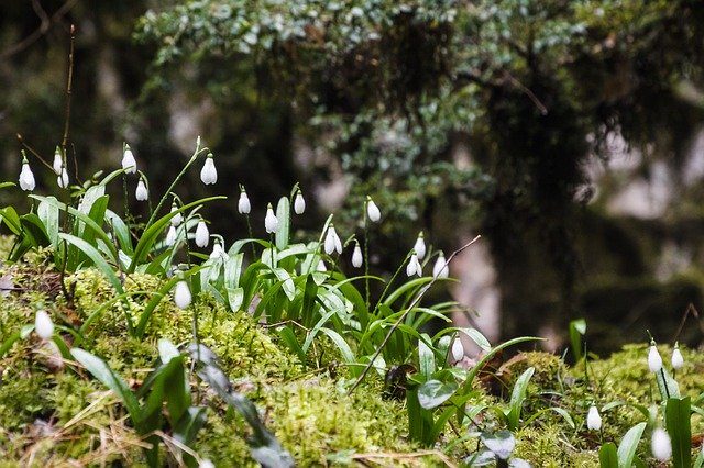 Free download Spring Snowdrops Flower -  free photo or picture to be edited with GIMP online image editor