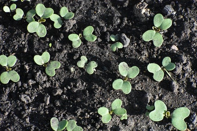 Spring Sprouts Shoots 무료 다운로드 - 무료 사진 또는 GIMP 온라인 이미지 편집기로 편집할 수 있는 사진