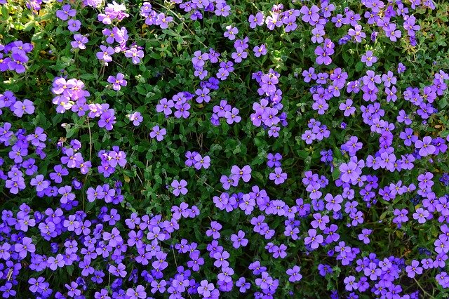 Free download Spring Stone Garden Violet Ground -  free photo or picture to be edited with GIMP online image editor