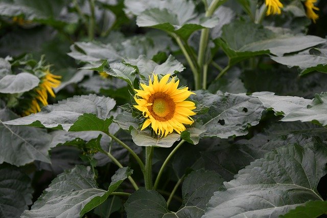 Free download Spring Sunflower Nature -  free photo or picture to be edited with GIMP online image editor