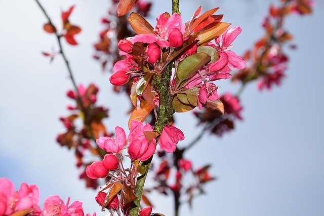 Free download Spring The Buds Flowers Fruit free photo template to be edited with GIMP online image editor