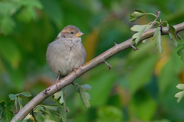 Free download spring time background bird branch free picture to be edited with GIMP free online image editor