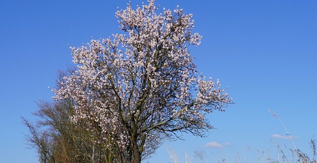 Free download spring tree bloom blossoms clouds free picture to be edited with GIMP free online image editor