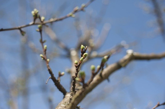 Free download Spring Tree Branch -  free photo or picture to be edited with GIMP online image editor