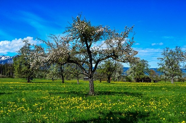 Free download Spring Tree Landscape -  free photo or picture to be edited with GIMP online image editor