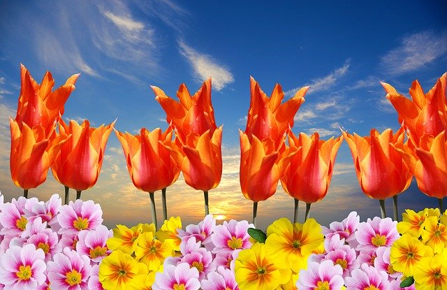 Free download Spring Tulips Primroses -  free illustration to be edited with GIMP free online image editor