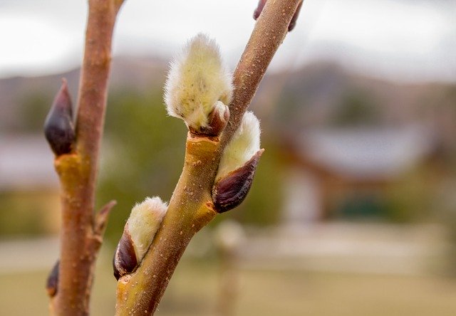 Téléchargement gratuit Spring Verba Nature - photo ou image gratuite à éditer avec l'éditeur d'images en ligne GIMP