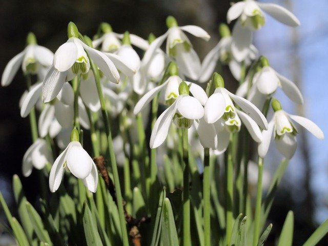 Free download Spring White Flowers -  free photo or picture to be edited with GIMP online image editor