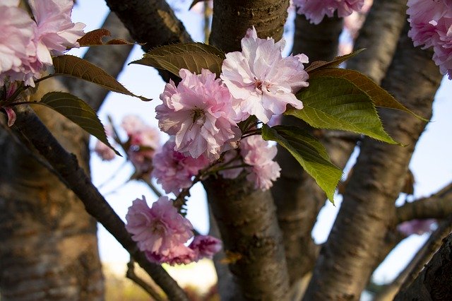 Free download Spring Yoshino Cherry Flowers -  free photo or picture to be edited with GIMP online image editor