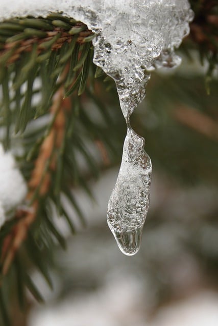 Free download spruce branch icicle frozen free picture to be edited with GIMP free online image editor