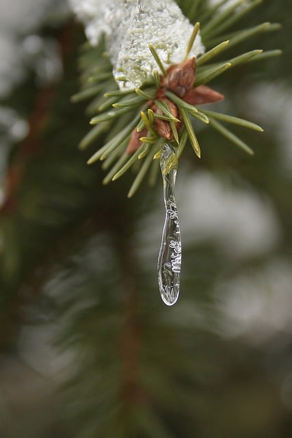 Free download spruce branch icicle winter free picture to be edited with GIMP free online image editor