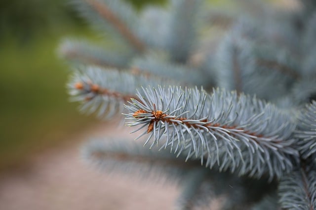 Free download spruce branch tree coniferous free picture to be edited with GIMP free online image editor