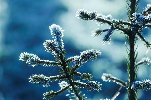 Free download spruce christmas tree frost free picture to be edited with GIMP free online image editor