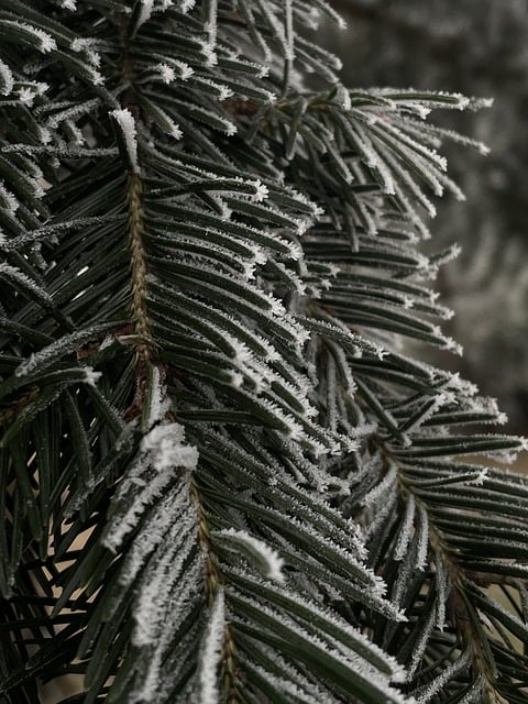 Free download spruce forest frost frozen green free picture to be edited with GIMP free online image editor