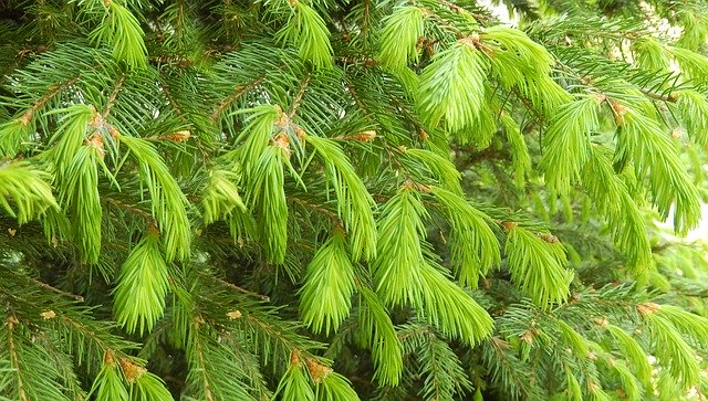 Free download Spruce Nature Trees -  free photo or picture to be edited with GIMP online image editor