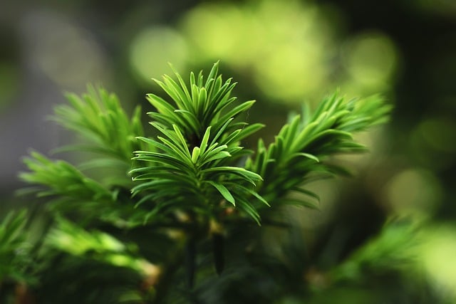 Free download spruce needles branch sprig nature free picture to be edited with GIMP free online image editor