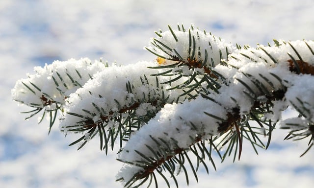 Free download spruce snow winter free picture to be edited with GIMP free online image editor