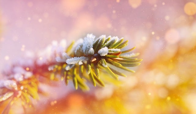 Free download spruce sprig bokeh botany winter free picture to be edited with GIMP free online image editor