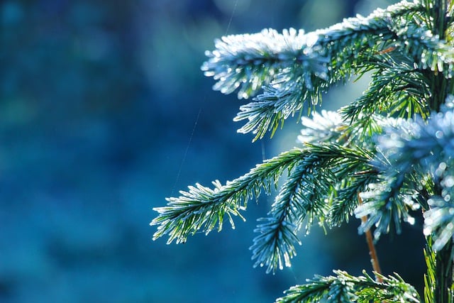 Free download spruce sprig frost free picture to be edited with GIMP free online image editor