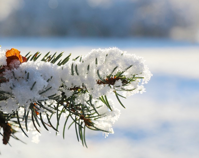 Free download spruce sprig trees park winter free picture to be edited with GIMP free online image editor