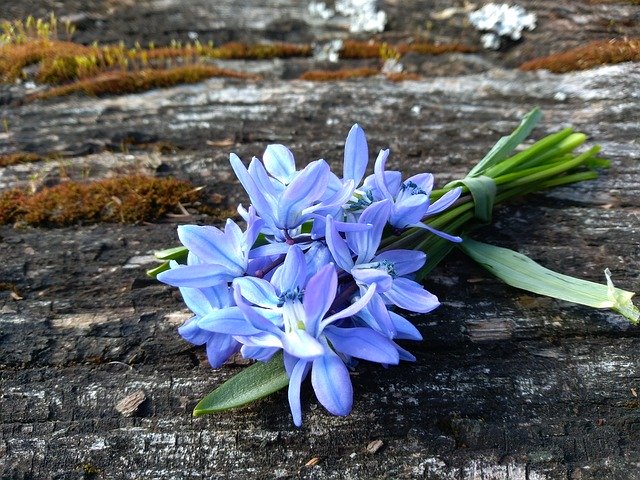Free download Squill Spring April Blue -  free photo or picture to be edited with GIMP online image editor