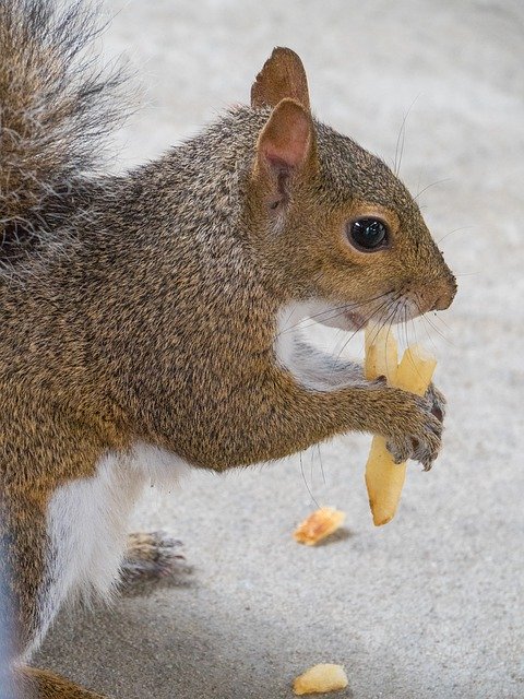 Free download Squirrel Animal Eating -  free photo or picture to be edited with GIMP online image editor