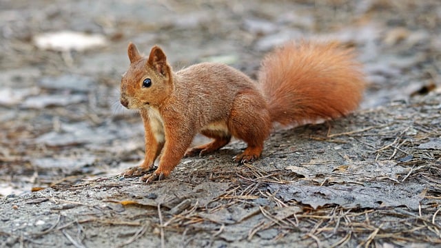 Free download squirrel animal rodent fur red free picture to be edited with GIMP free online image editor