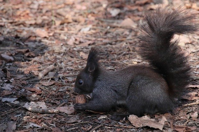 Free download Squirrel Animals Furry -  free photo or picture to be edited with GIMP online image editor