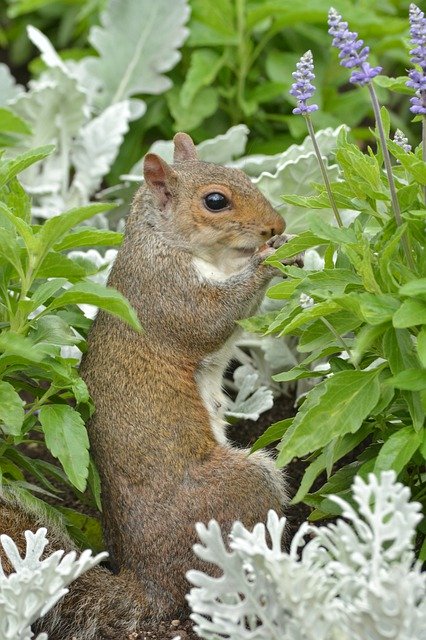 Free download Squirrel Animals Wild -  free free photo or picture to be edited with GIMP online image editor