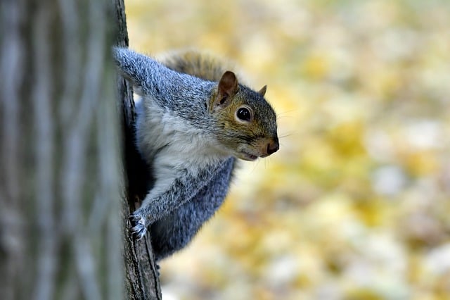 Free download squirrel chimpunk tree forest free picture to be edited with GIMP free online image editor