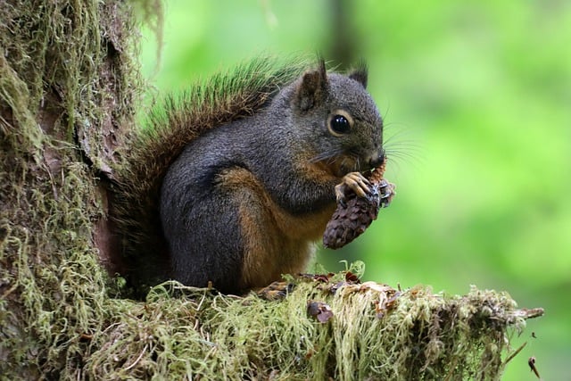 Free download squirrel chipmunk forest woods free picture to be edited with GIMP free online image editor