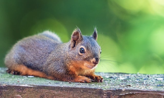 Free download squirrel chipmunk laying deck free picture to be edited with GIMP free online image editor