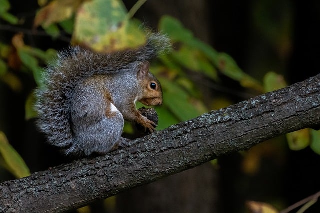 Free download squirrel chipmunk nut branch tree free picture to be edited with GIMP free online image editor