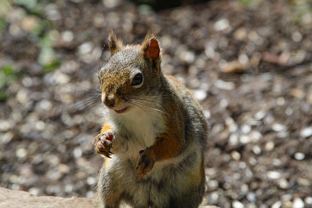 Free download squirrel chipmunk rodent animal free picture to be edited with GIMP free online image editor