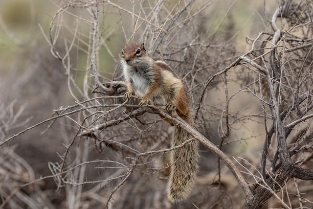 Free download squirrel chipmunk rodent mammal free picture to be edited with GIMP free online image editor